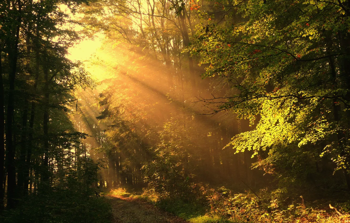 Фото обои дорога, осень, лес, лучи, солнечные
