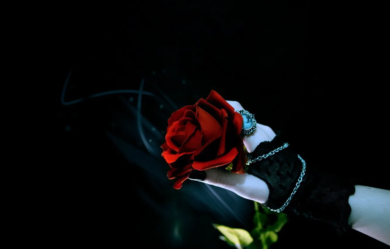 Фото обои роза, рука, черный фон