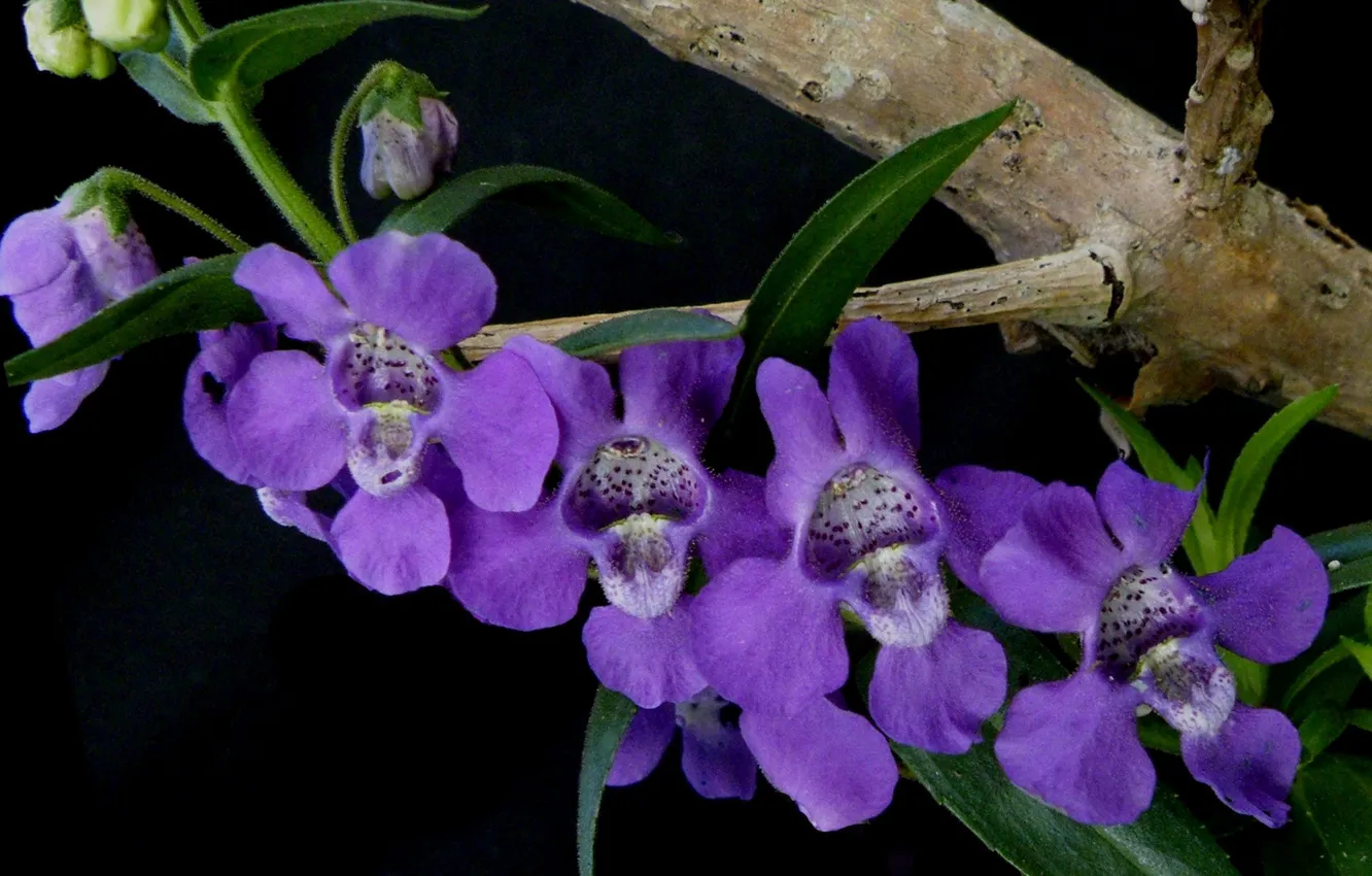 Angelonia angustifolia