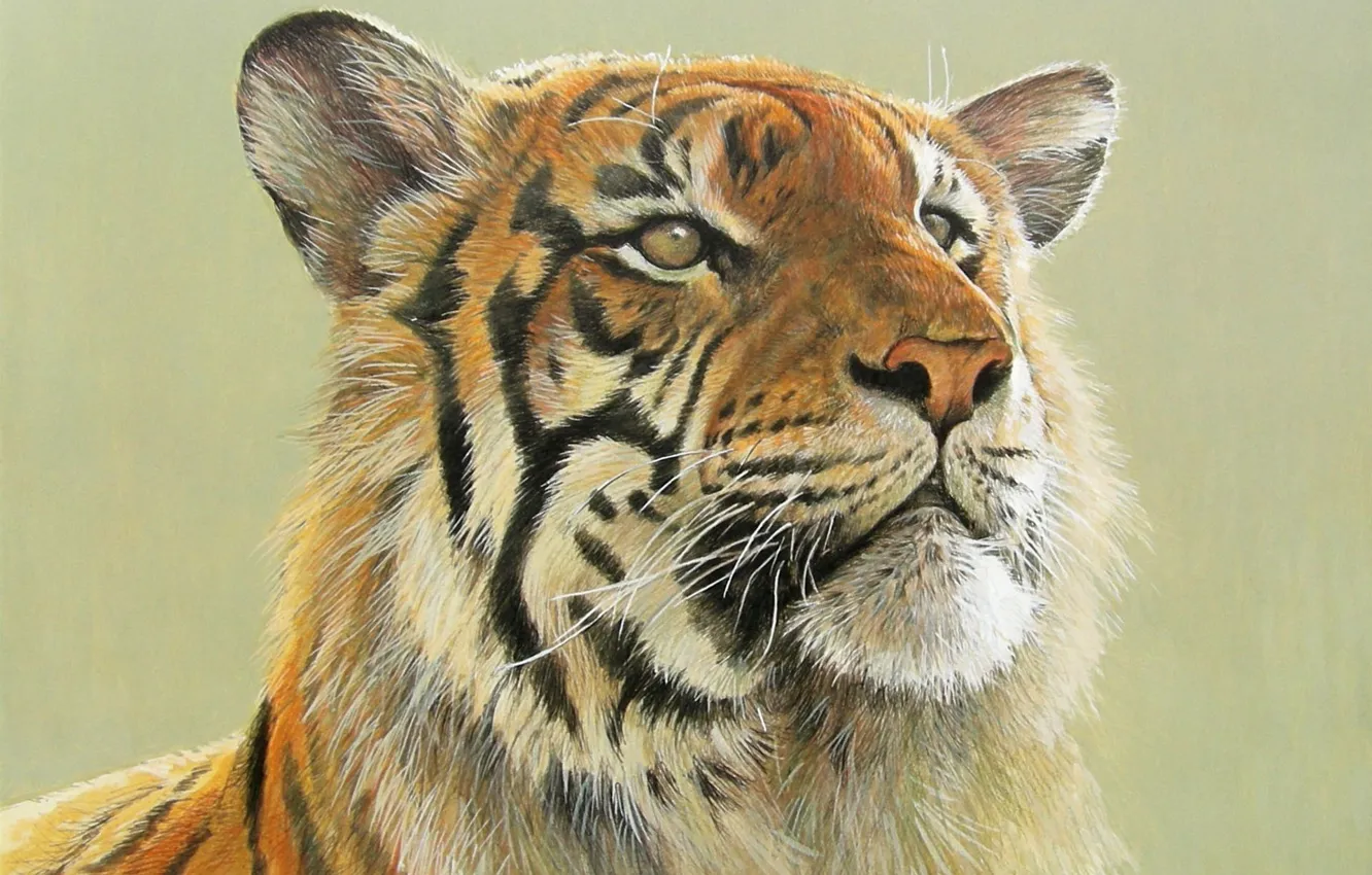 Фото обои тигр, арт, большая кошка, Robert Bateman