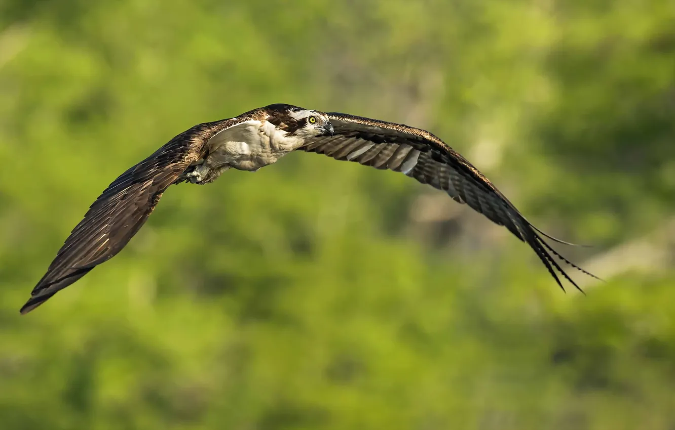 Фото обои природа, птица, Osprey