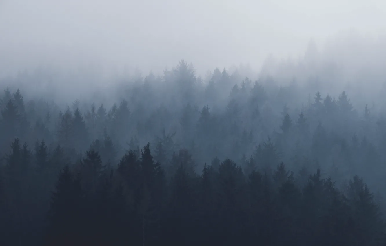 Фото обои лес, небо, деревья, природа, туман, Austria, Innsbruck