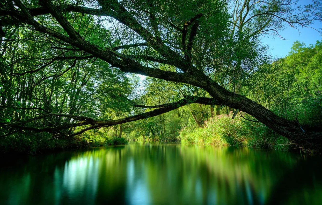 Фото обои зелень, небо, пейзаж, природа, озеро, отражение, Лес