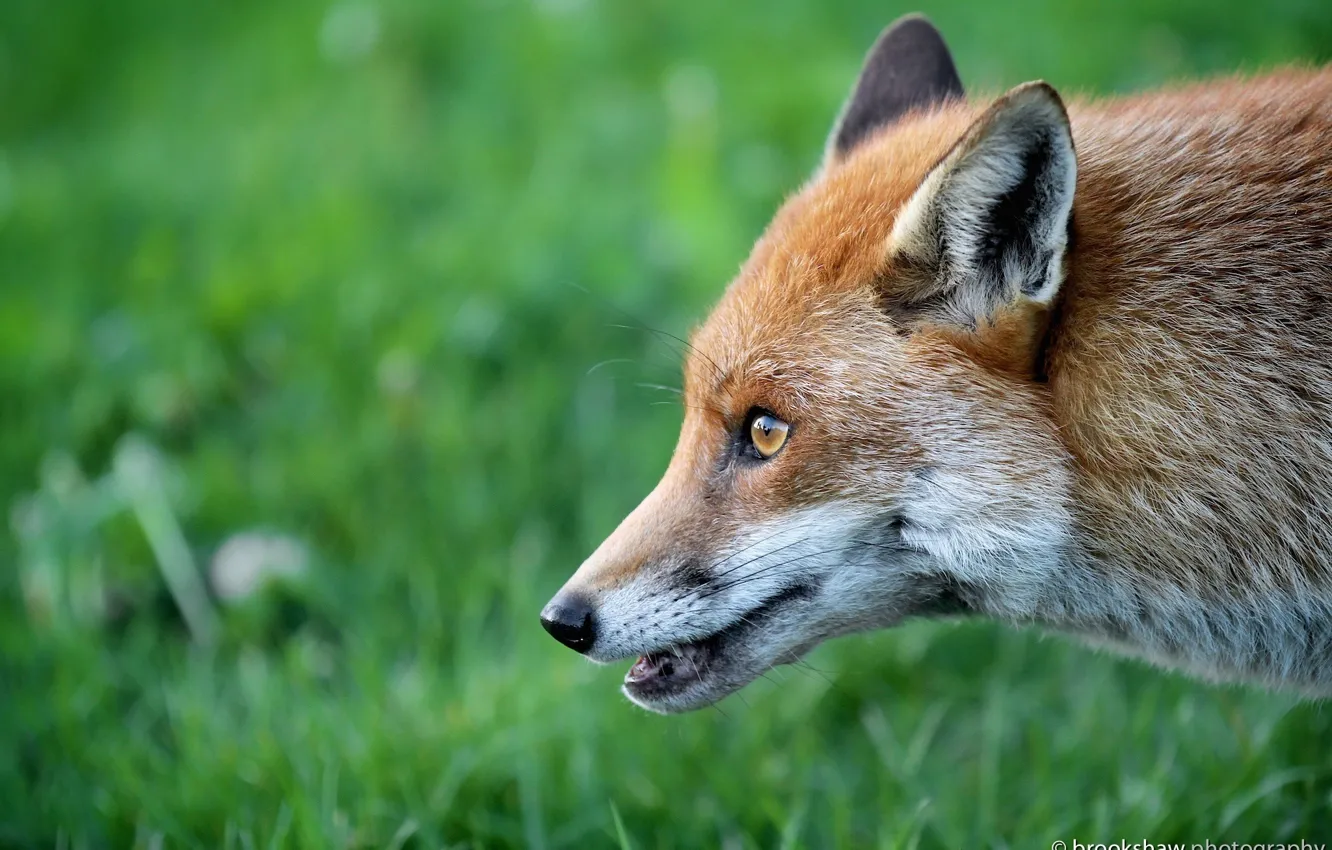 Фото обои морда, хищник, лиса, профиль, рыжая, лисица