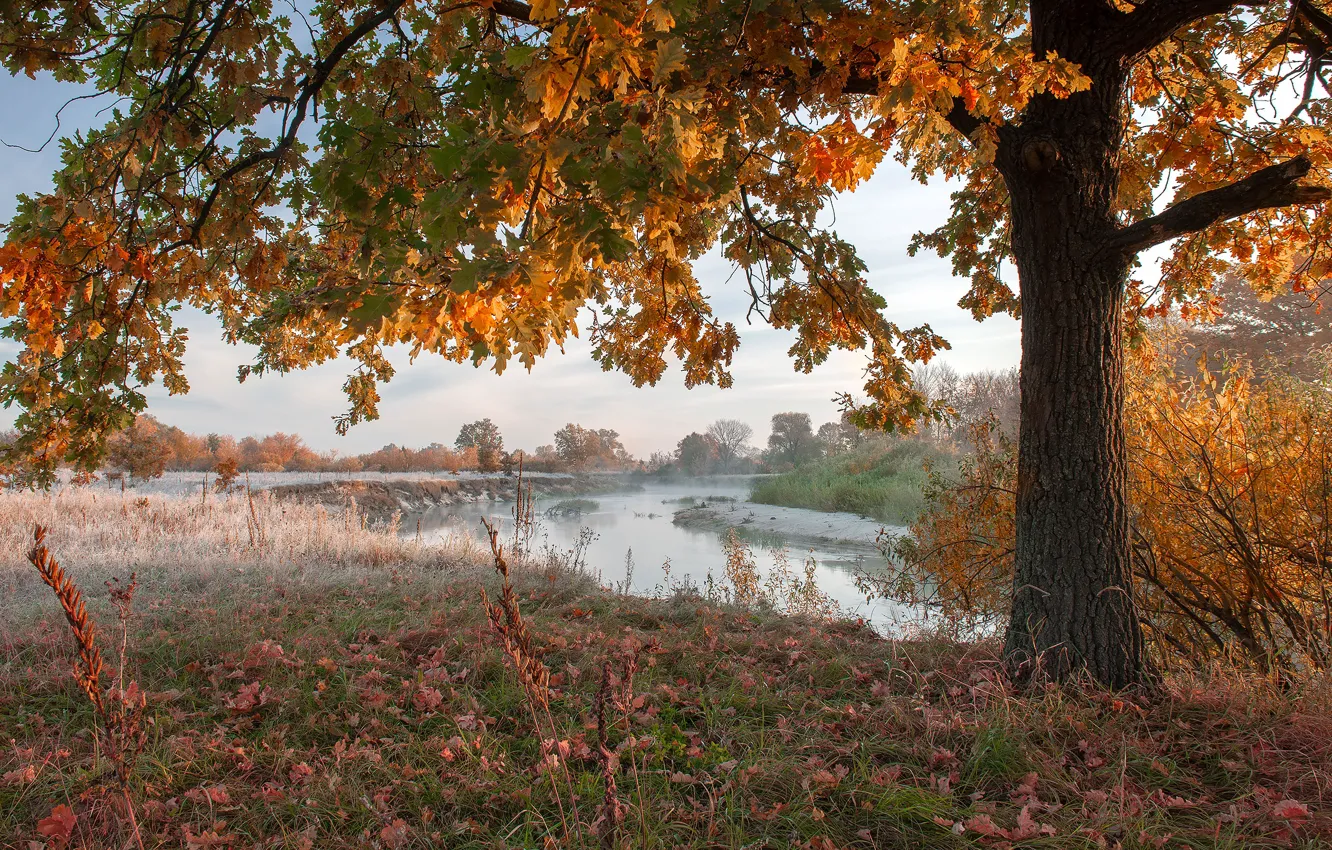 Фото обои иней, осень, трава, пейзаж, природа, дерево, листва, кусты