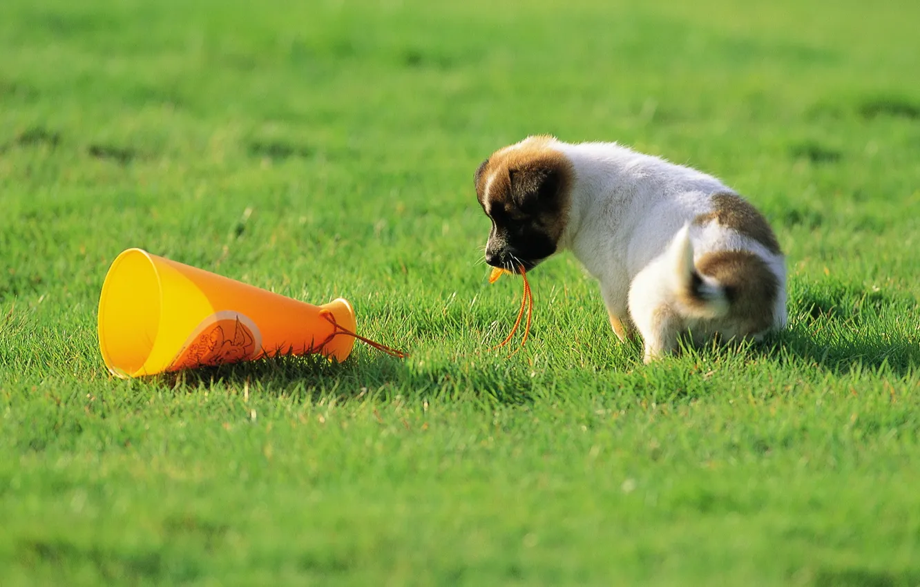 Фото обои трава, собака, щенок, grass, puppy, dog, 1920x1200