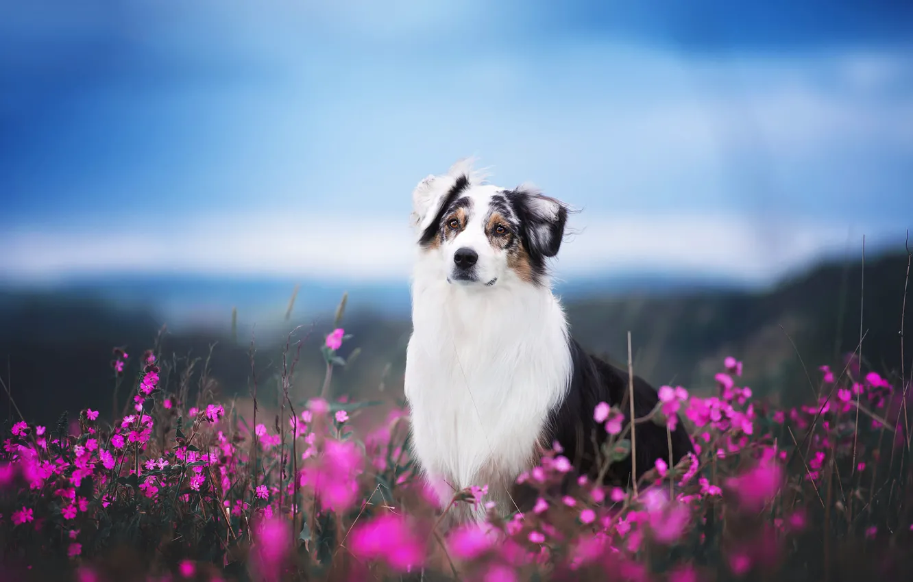 Фото обои поле, морда, цветы, собака, аусси