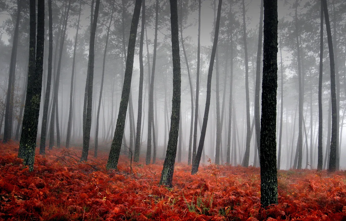 Фото обои трава, деревья, красный, туман