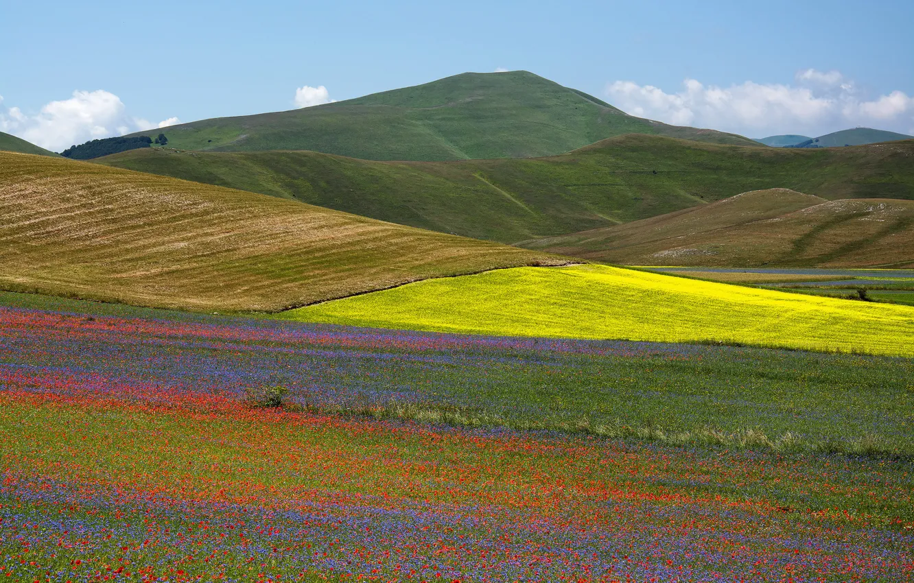 Фото обои поле, трава, цветы, горы, природа, маки, долина, склон