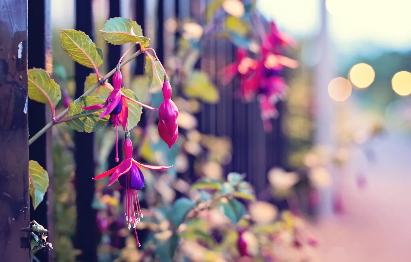 Фото обои макро, цветы, улица, забор