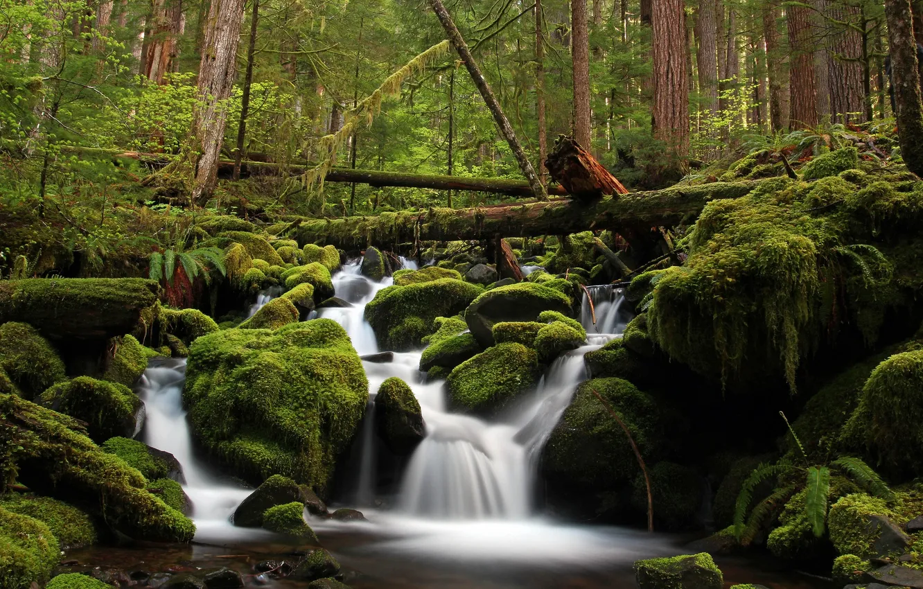 Фото обои лес, вода, деревья, зеленый, река, камни, мох