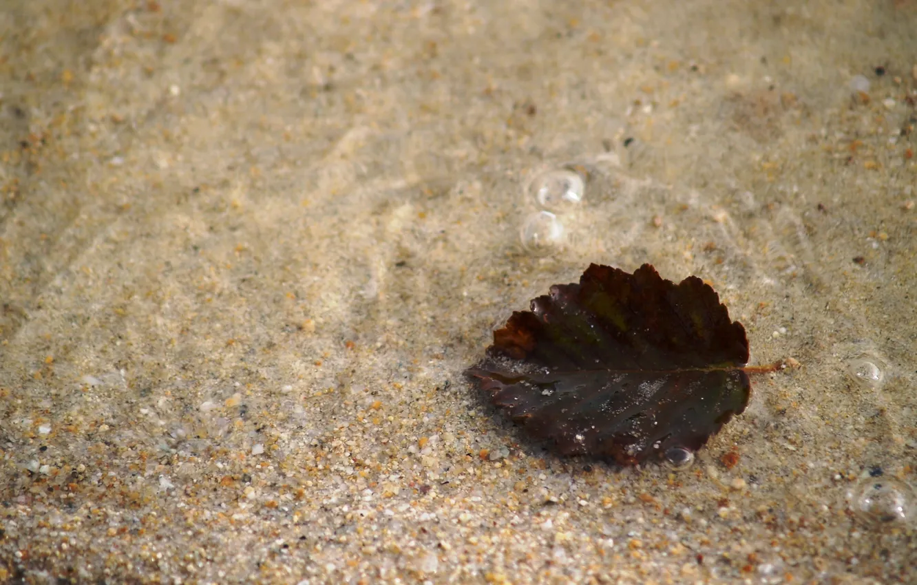 Фото обои песок, вода, прозрачность, природа, лист, река, macro