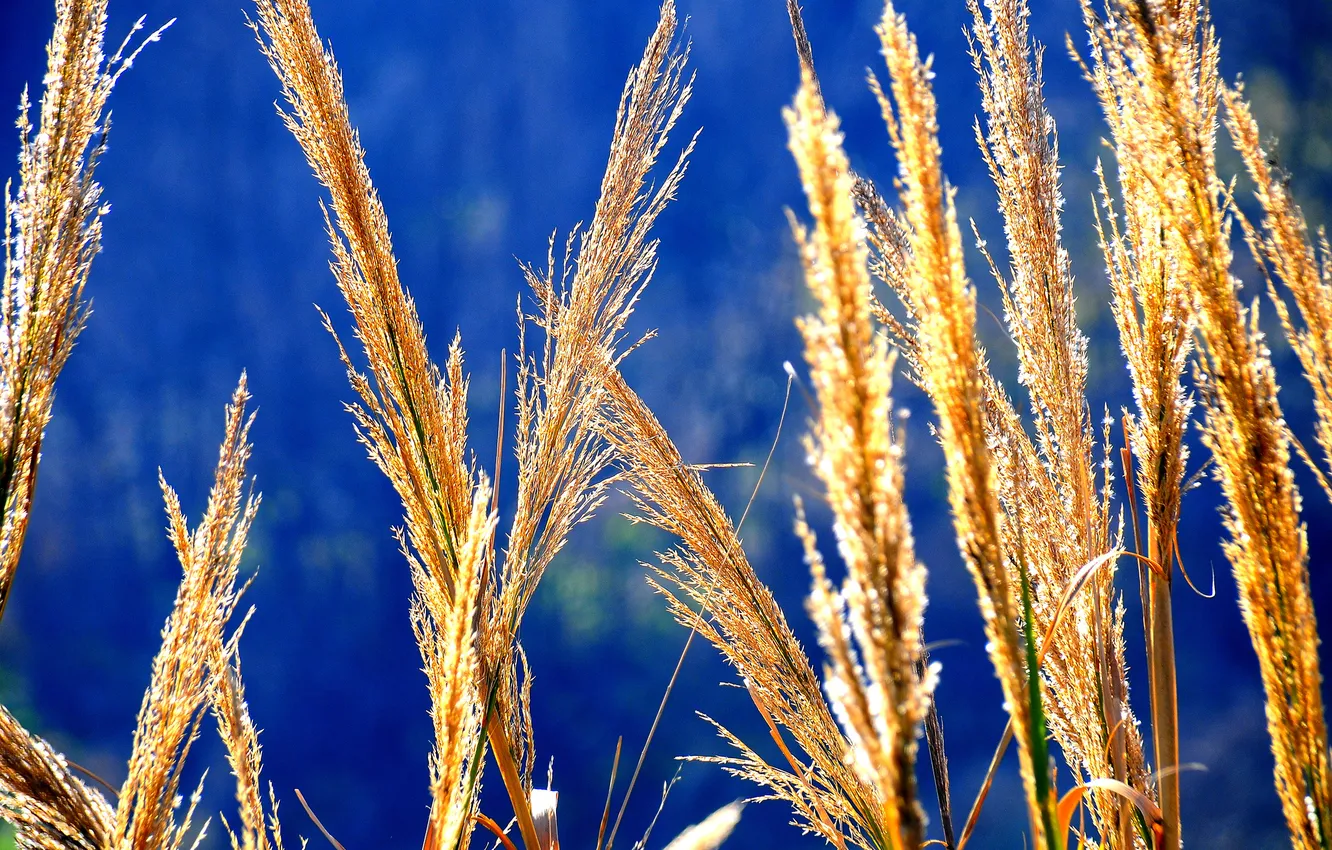 Фото обои осень, небо, трава, растение