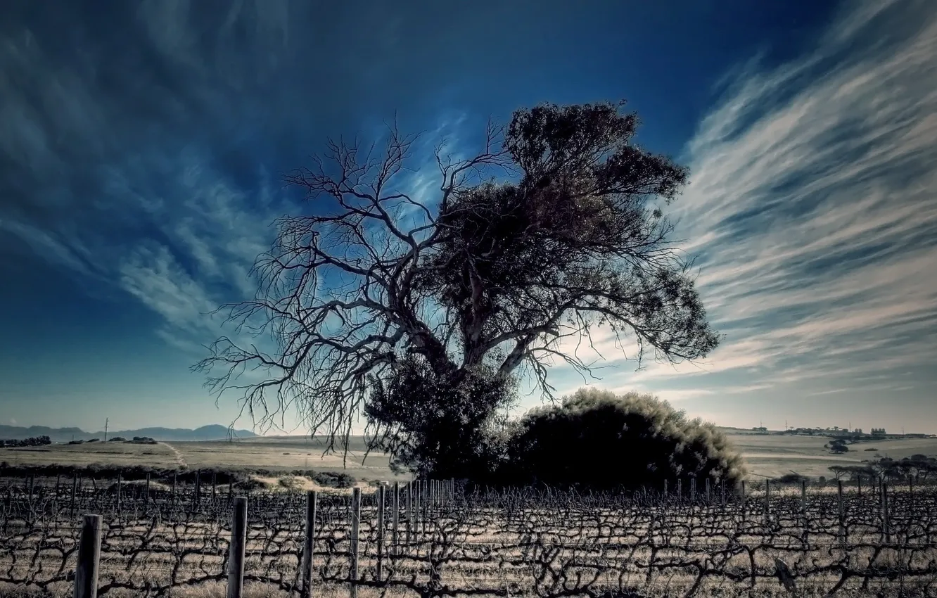 Фото обои поле, небо, облака, дерево, даль, горизонт, виноград, ряды