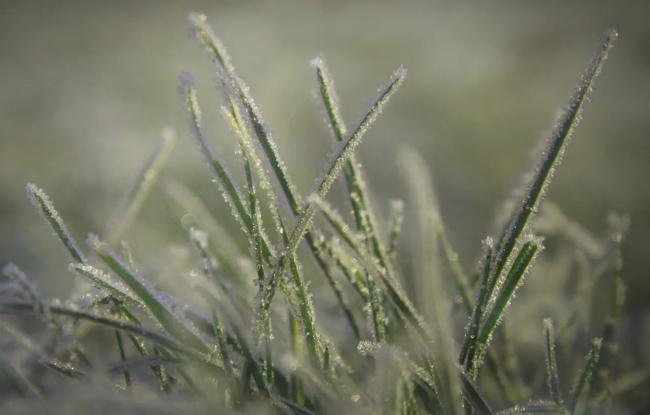 Фото обои трава, макро, мороз