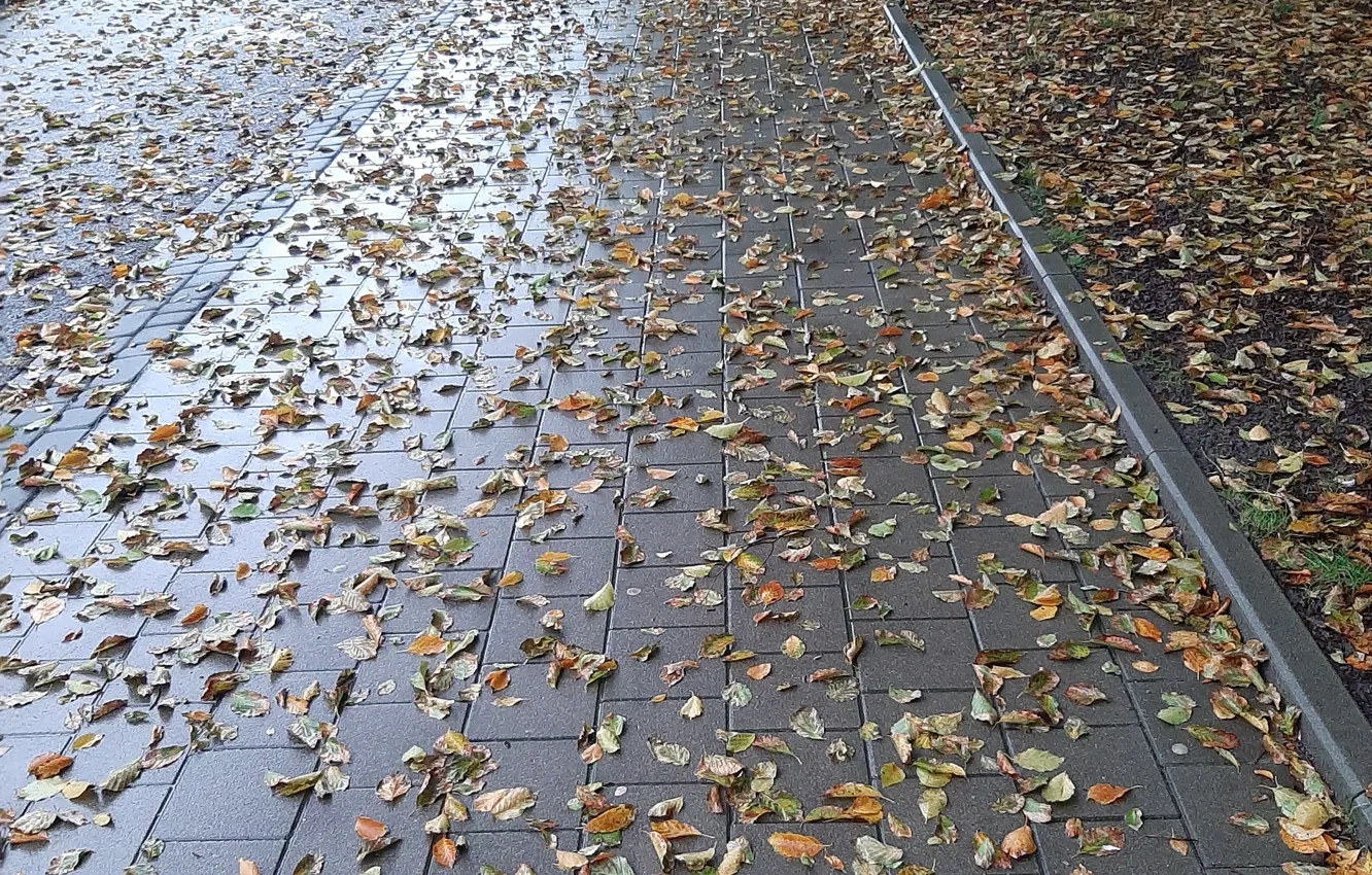 Фото обои liście, deszcz, chodnik