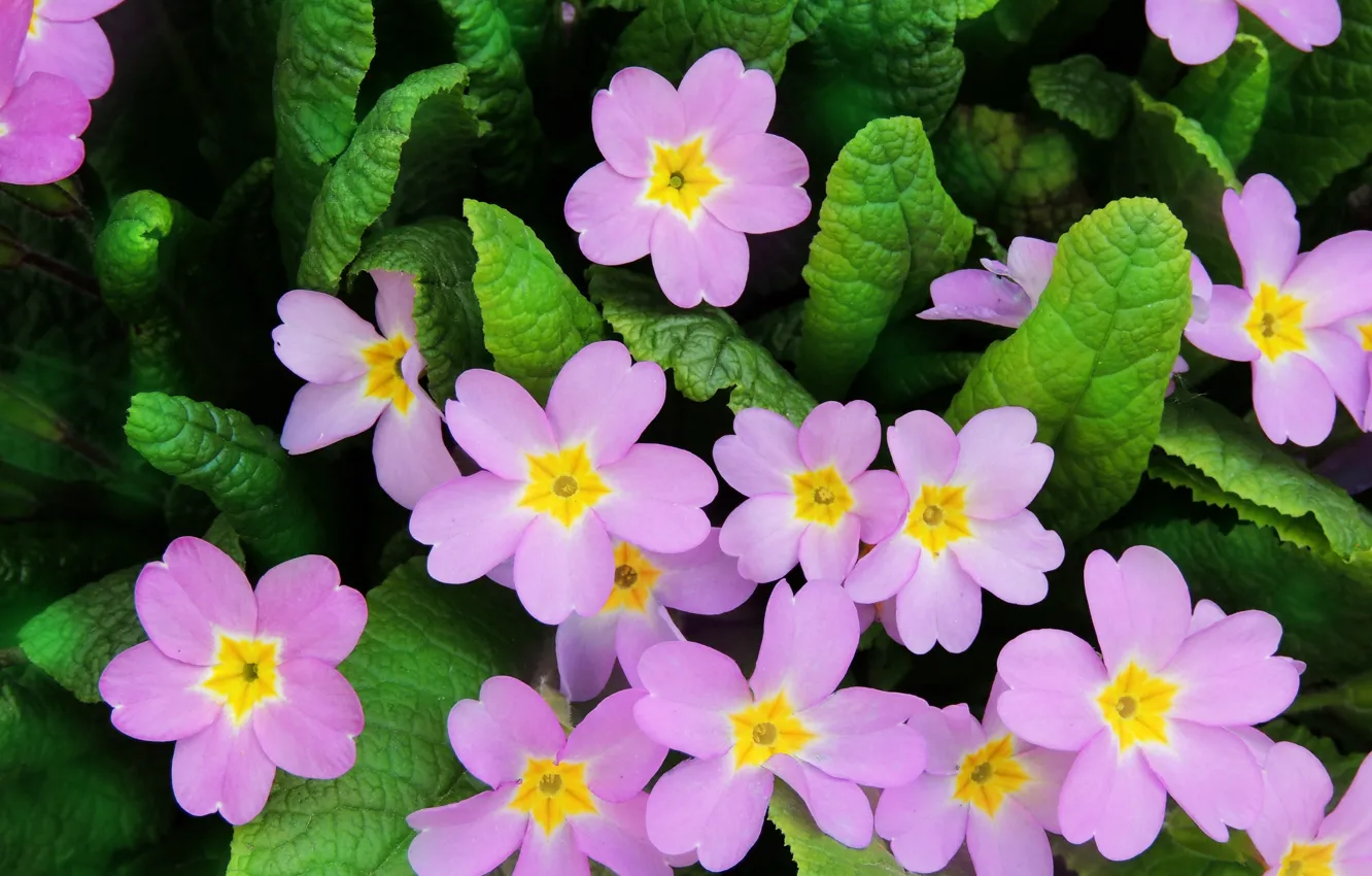 Фото обои фиолетовый, цветы, природа