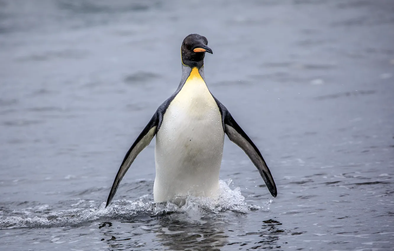 Фото обои море, вода, пингвин, боке, King Penguin, Королевский пингвин