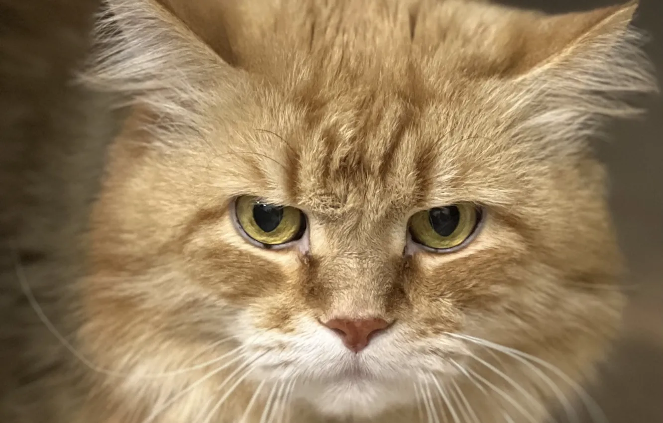 Фото обои кот, Маркиза, Печора