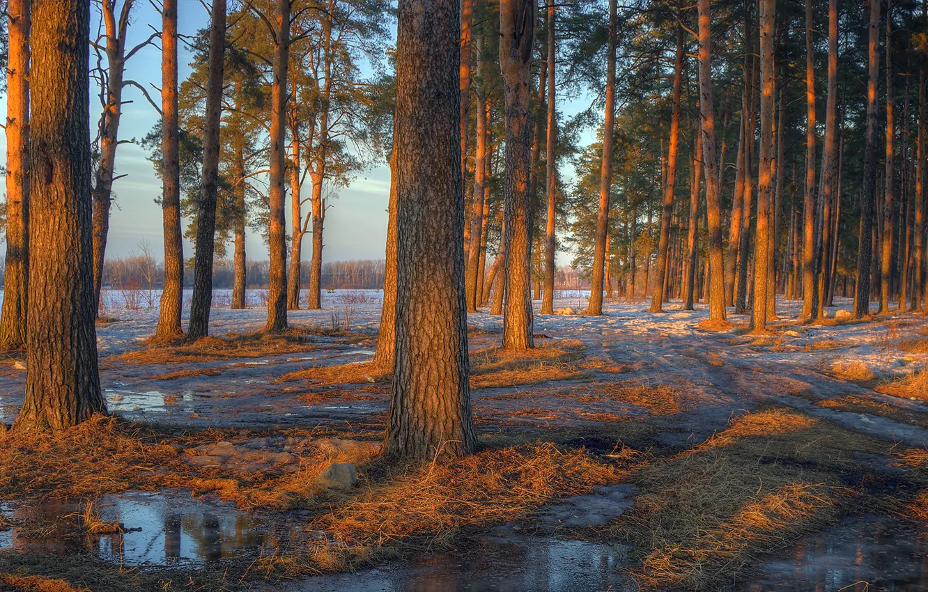 Фото обои лес, вода, снег, деревья, закат, весна