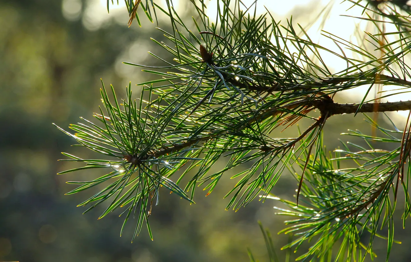 Фото обои green, spruce, twig