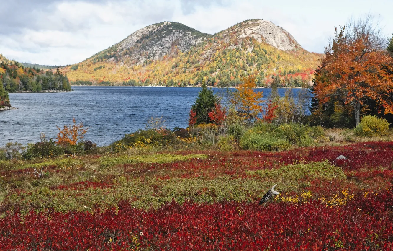 Фото обои осень, трава, деревья, горы, озеро, США, кусты, Acadia National Park