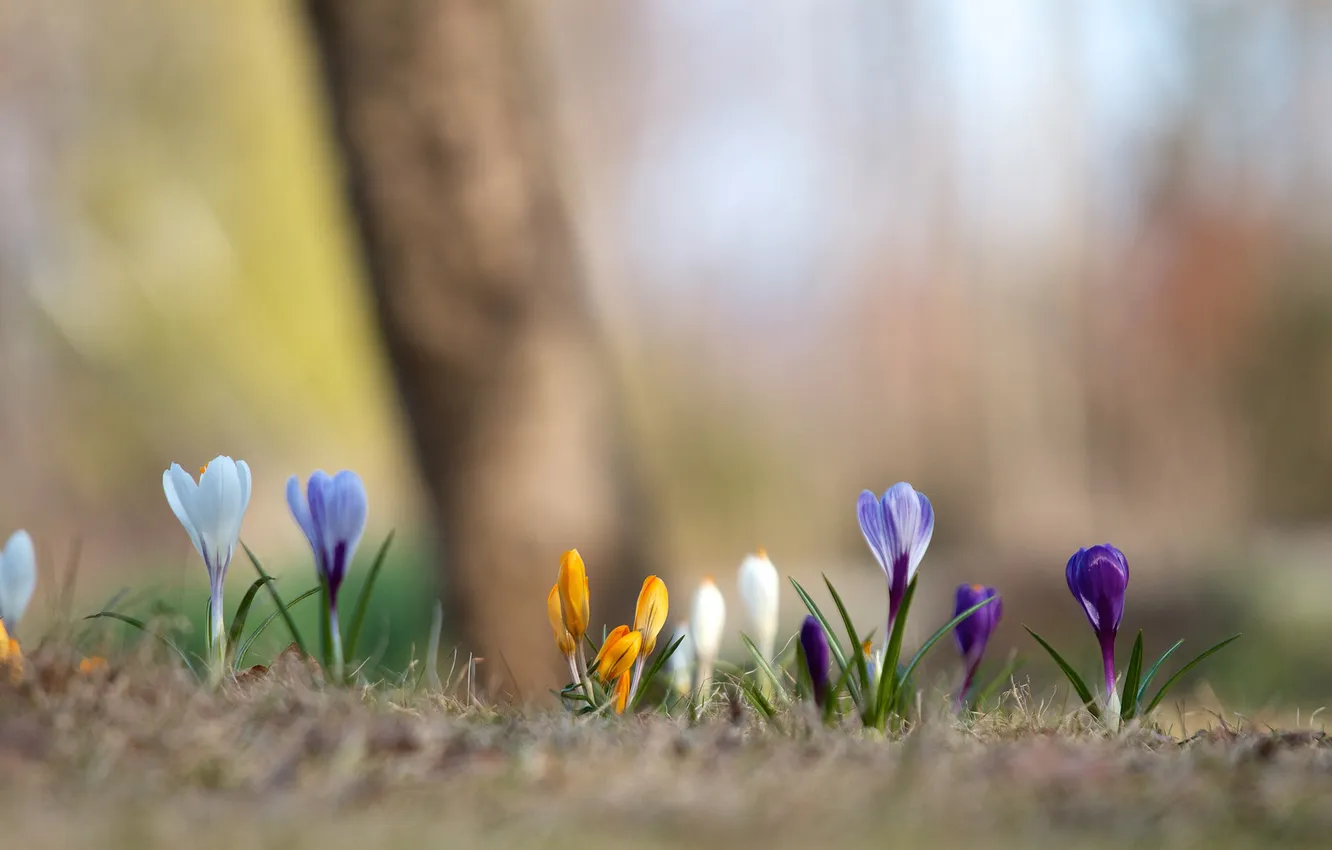 Фото обои фон, весна, размытость, крокусы, разноцветные