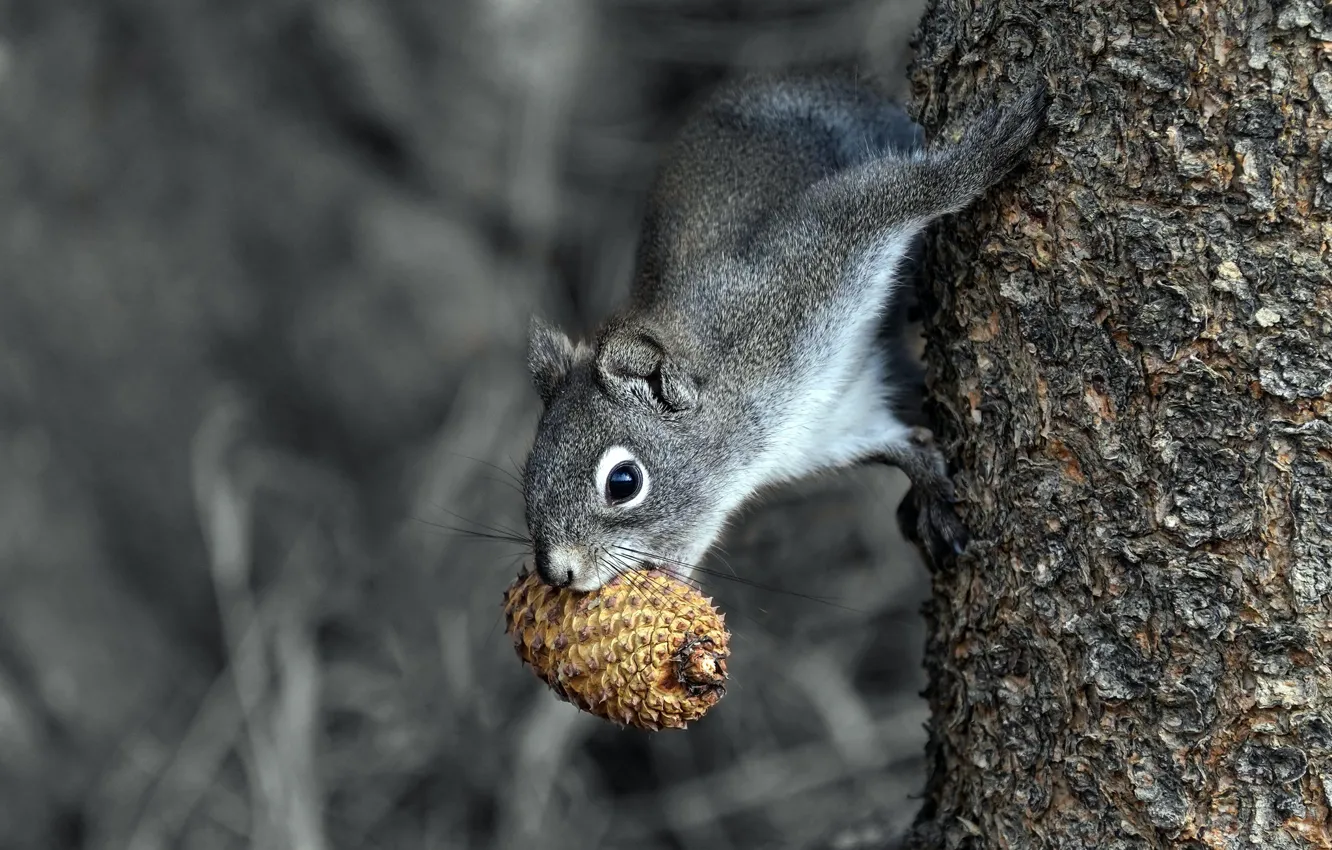 Фото обои деревья, поза, серый, белка, монохром, шишки