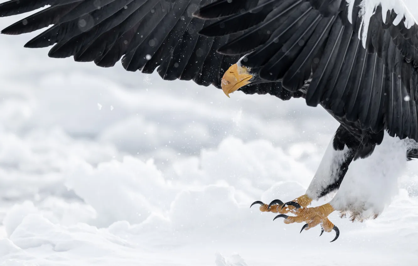 Фото обои ice, eagle, cold