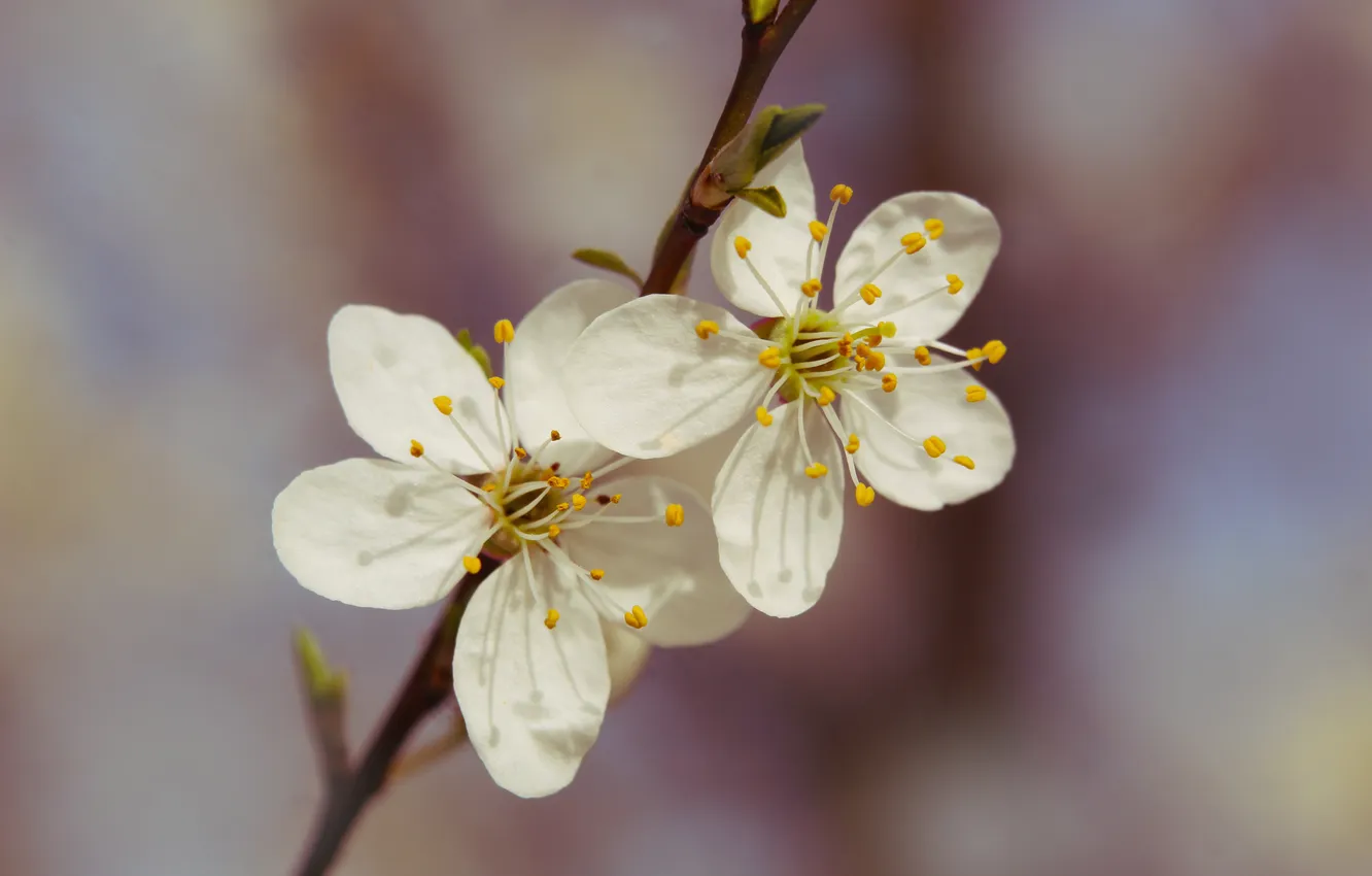 Фото обои white, flower, spring