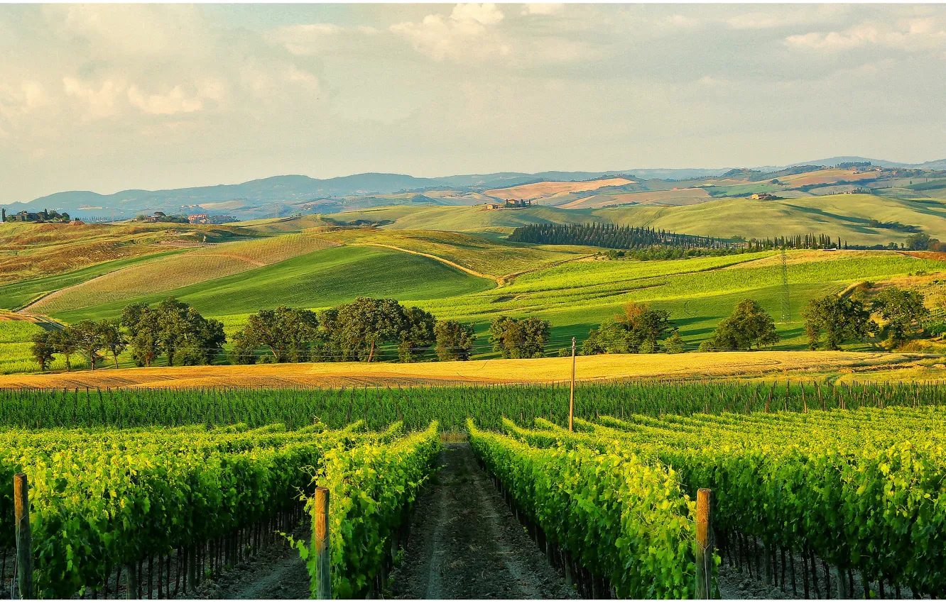 Фото обои холмы, дома, Италия, Тоскана, провинция Сиена, виноградниу