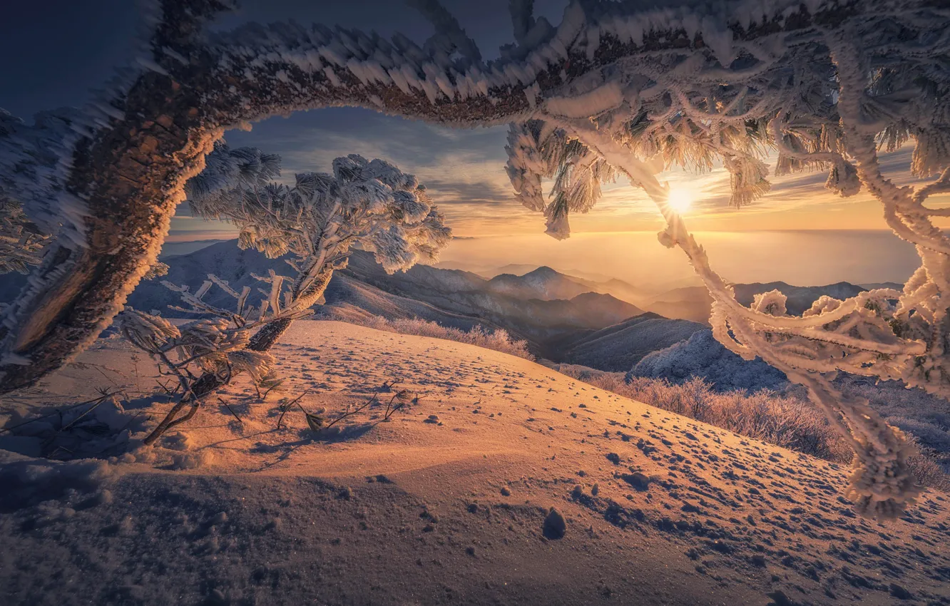 Фото обои зима, солнце, снег, пейзаж, горы, природа, дерево, сосна