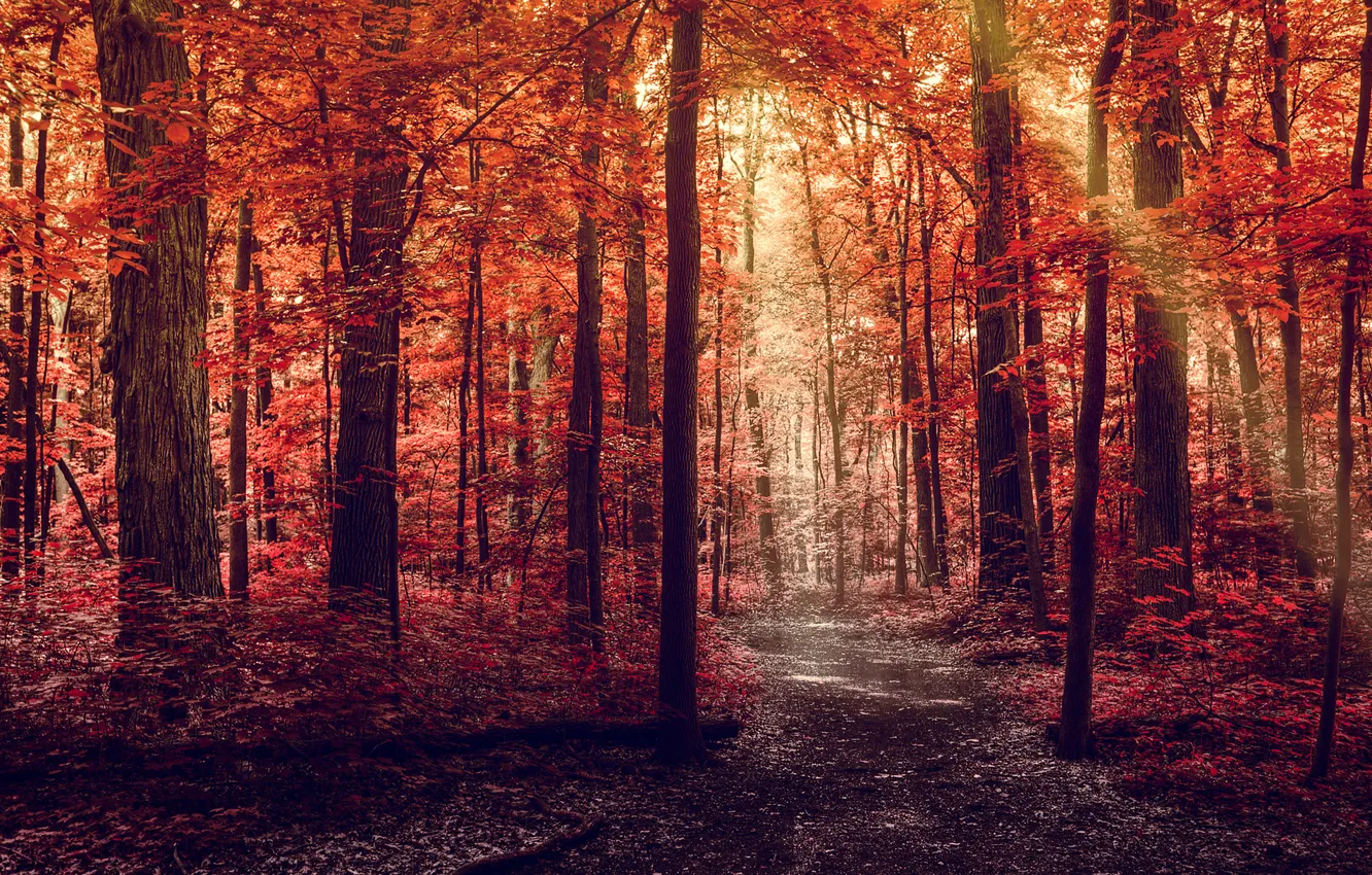 Фото обои дорога, осень, лес, листья, лучи, свет, деревья, природа