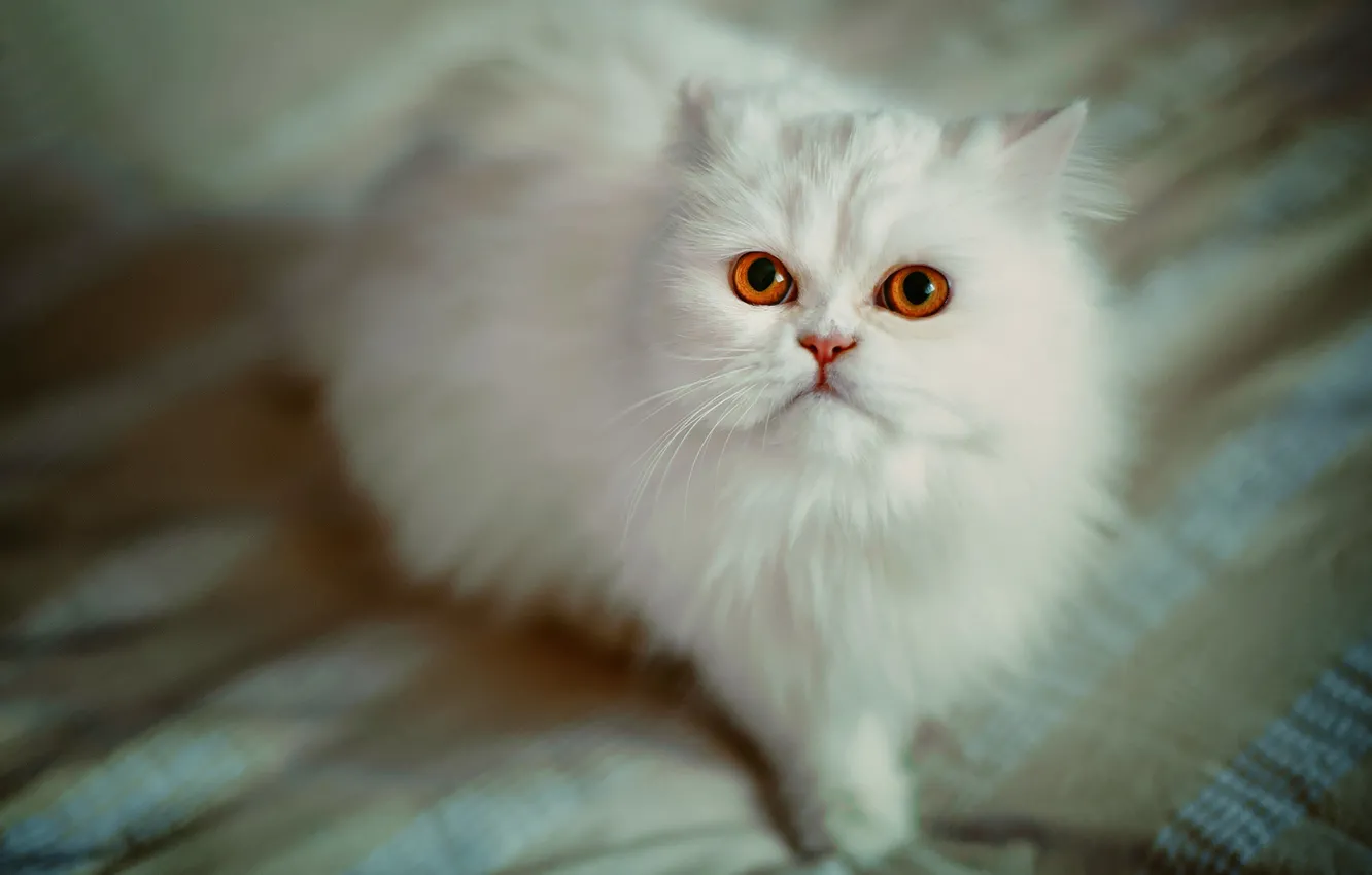 Фото обои кошка, взгляд, пушистая, персидская кошка, белая кошка