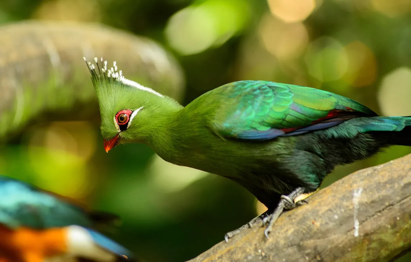 Фото обои солнце, природа, птица, Сингапур, боке, Турако, Turaco