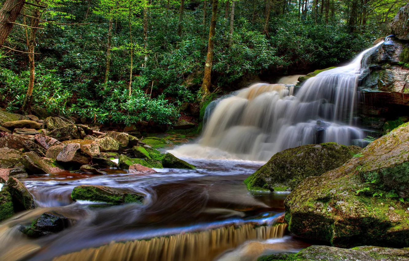Фото обои лес, деревья, ручей, камни, водопад, США, Elakala Falls, Blackwater Falls State Park