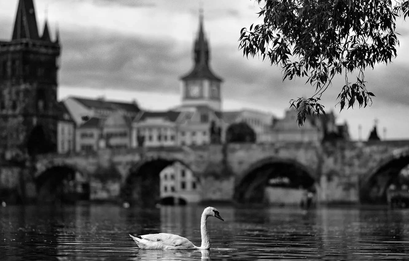 Фото обои swan, river, bridge