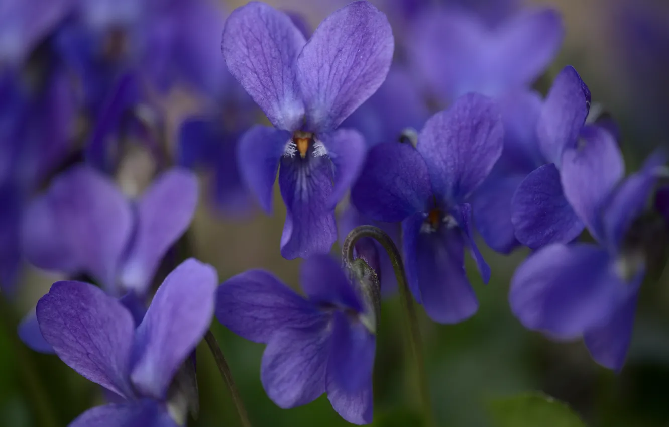 Фото обои цветы, анютины глазки, сиреневые, виола