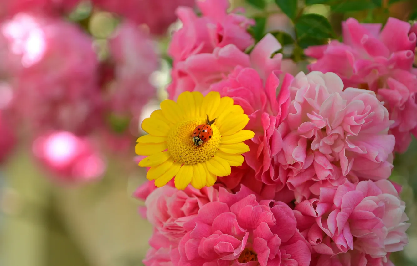 Фото обои Цветы, Flowers, Pink roses, Розовые розы