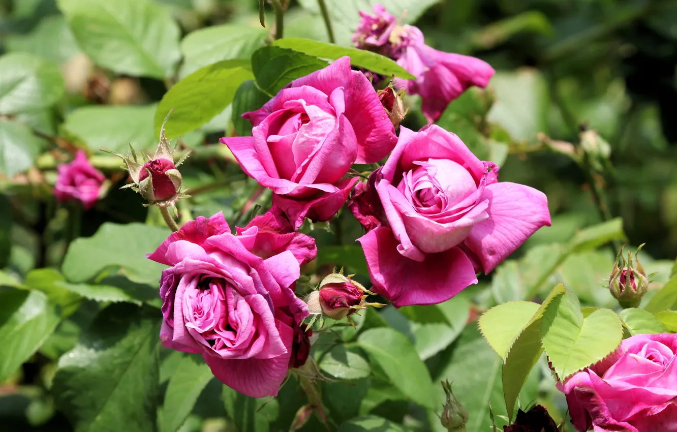 Фото обои листья, цветы, ветки, розы, розовые, трио, бутоны, розовый куст