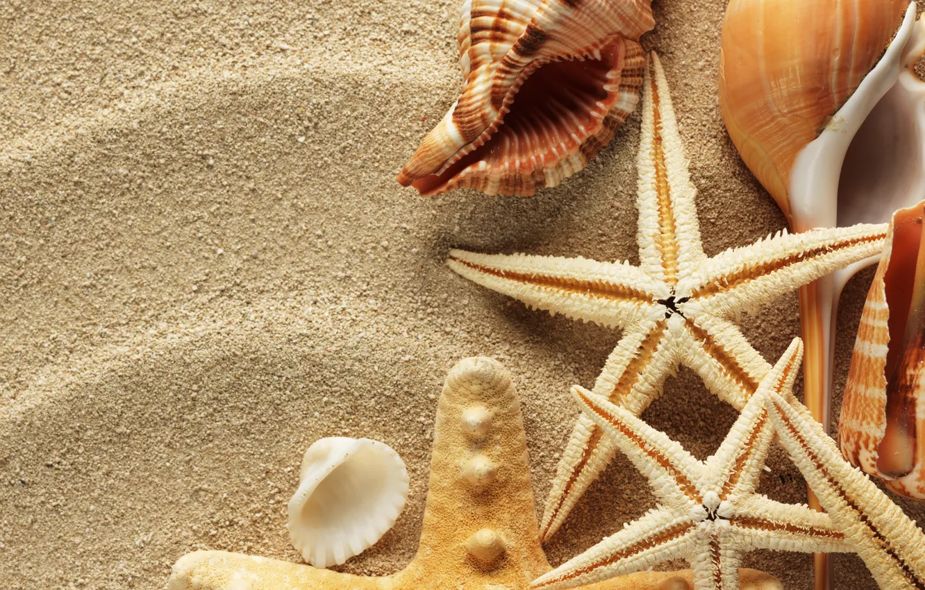 Фото обои песок, лето, ракушки, морские звезды