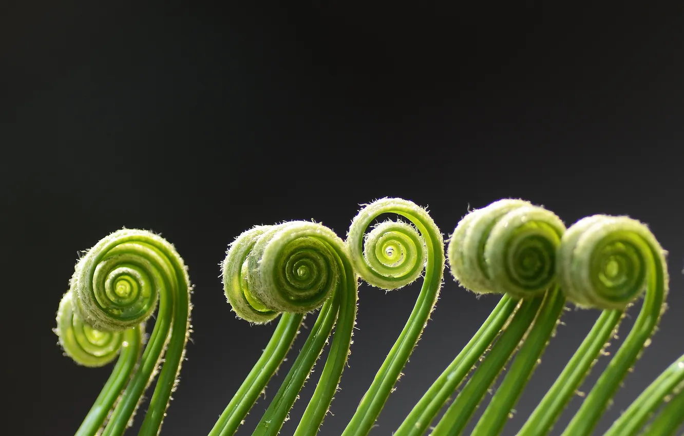 Фото обои макро, завитки, растение, спираль, зеленые, папоротник, усики