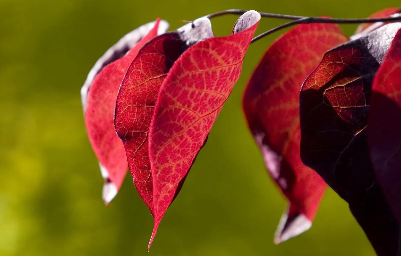 Фото обои листья, цвета, свет, красный, растение, ветка, контраст, зелёный