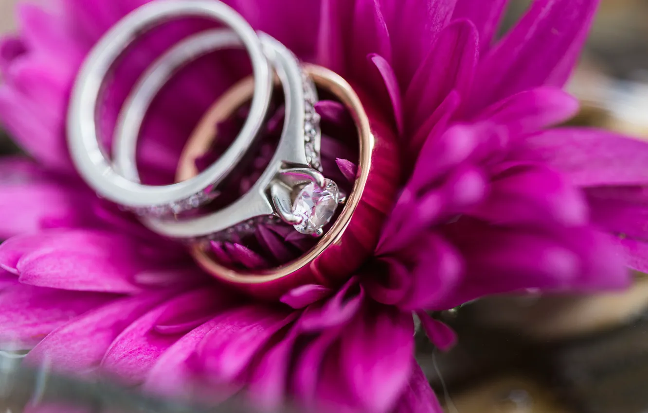 Фото обои цветок, кольца, лепестки, свадьба, помолвка