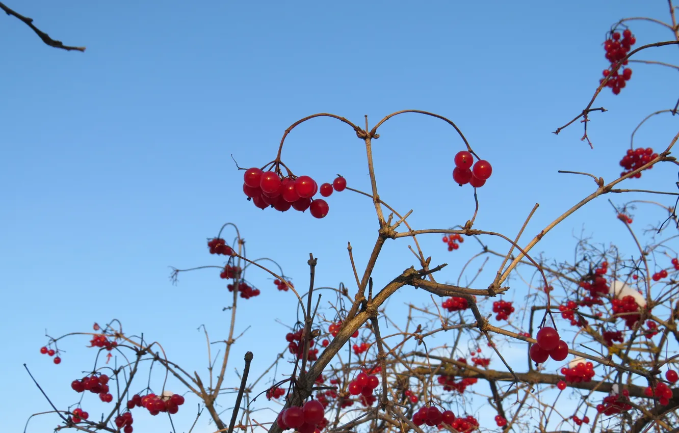 Фото обои ветки, ягоды, Куст, калина, на снегу, калины