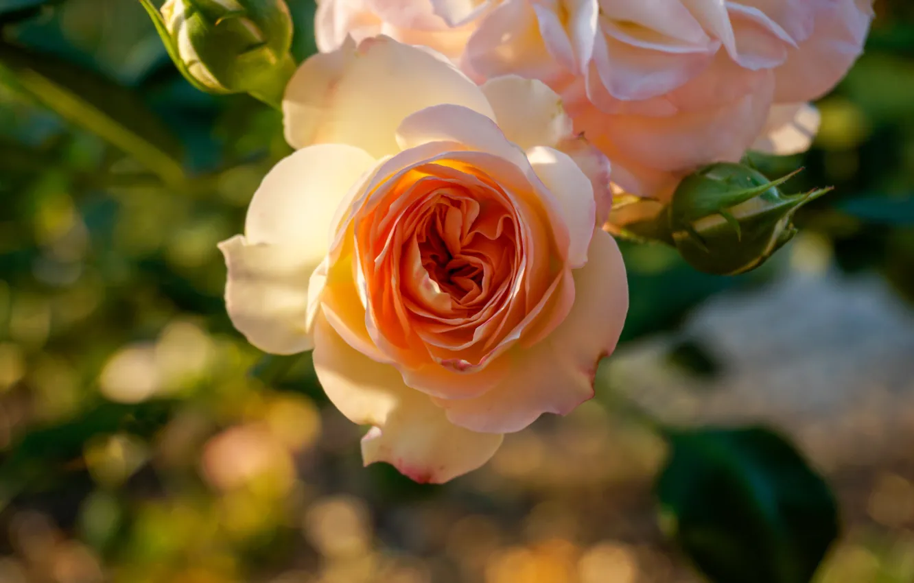 Розы света песня. Света и Розочка. Light Rose.