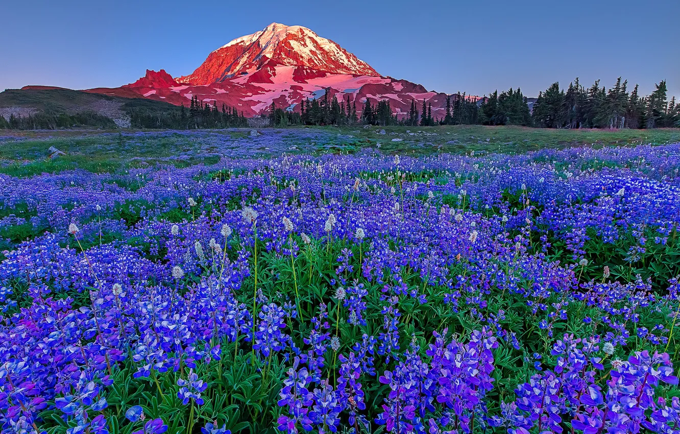 Фото обои цветы, гора, луг, США, штат Вашингтон