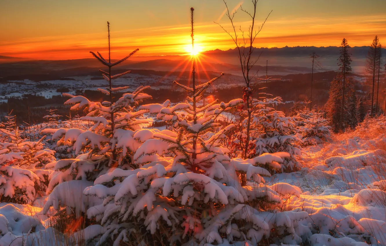 Фото обои зима, небо, снег, восход, дерево, Польша, Сосницкий Михал