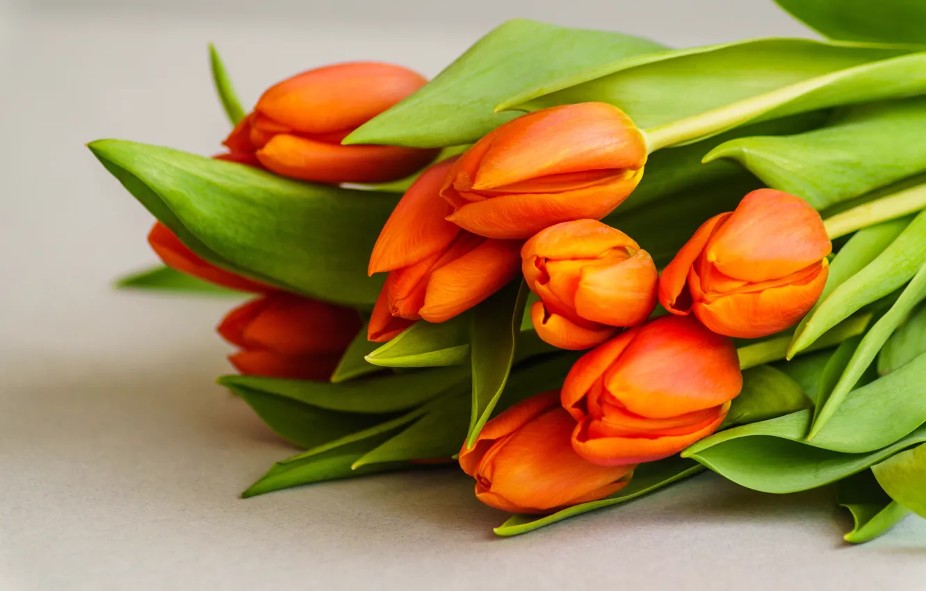 Фото обои цветы, букет, тюльпаны, fresh, flowers, beautiful, romantic, tulips