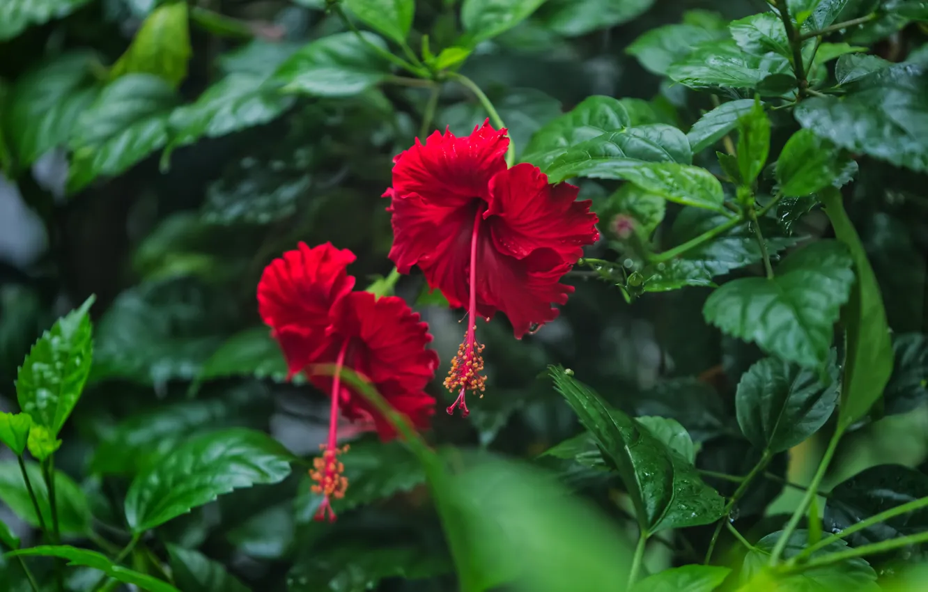 Фото обои зелень, листья, цветы, красный, сад, кусты, боке, гибискус